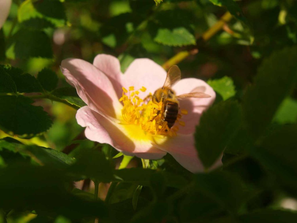 Rose sauvage- Rosa CaninaMédecine quantique des roses -élixirs- fleurs- ateliers-végétal - roses - floritérapie- co- créativité -thérapie - arbres _ drôme
