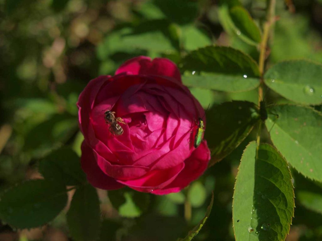 esprit de la nature-Rose Damas- Médecine quantique des roses -élixirs- fleurs- ateliers-végétal - roses - floritérapie- co- créativité -thérapie - arbres _ drôme