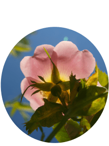 L'énergie -l'âme- l'esprit -de -la- rose- élixirs -floraux -médecine- des- roses- ateliers- plantes -végétal- drôme- tessa papinot