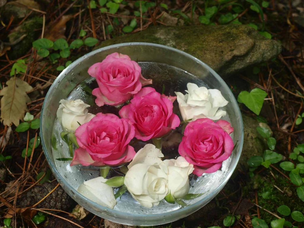 élixirs- fleurs- ateliers-végétal - roses - floritérapie- co- créativité -thérapie - arbres _ drôme
