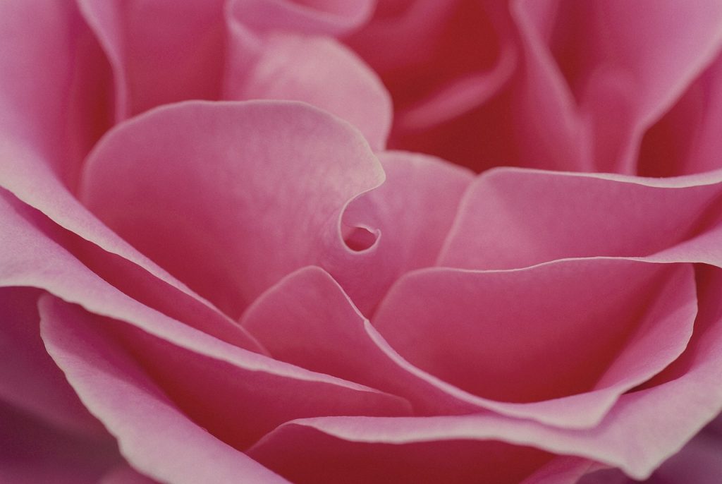 élixirs- fleurs- ateliers-végétal - roses - florithérapie- florathérapie -thérapie - tessa Papinot-drôme