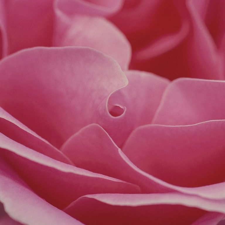 élixirs- fleurs- ateliers-végétal - roses - florithérapie- florathérapie -thérapie - tessa Papinot-drôme